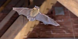 Bat removal greensboro nc - bat in attic